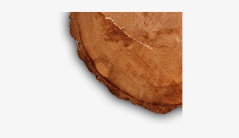 Trees For The Future We Plant 1 Tree For Each Watch - Lumber, transparent png download