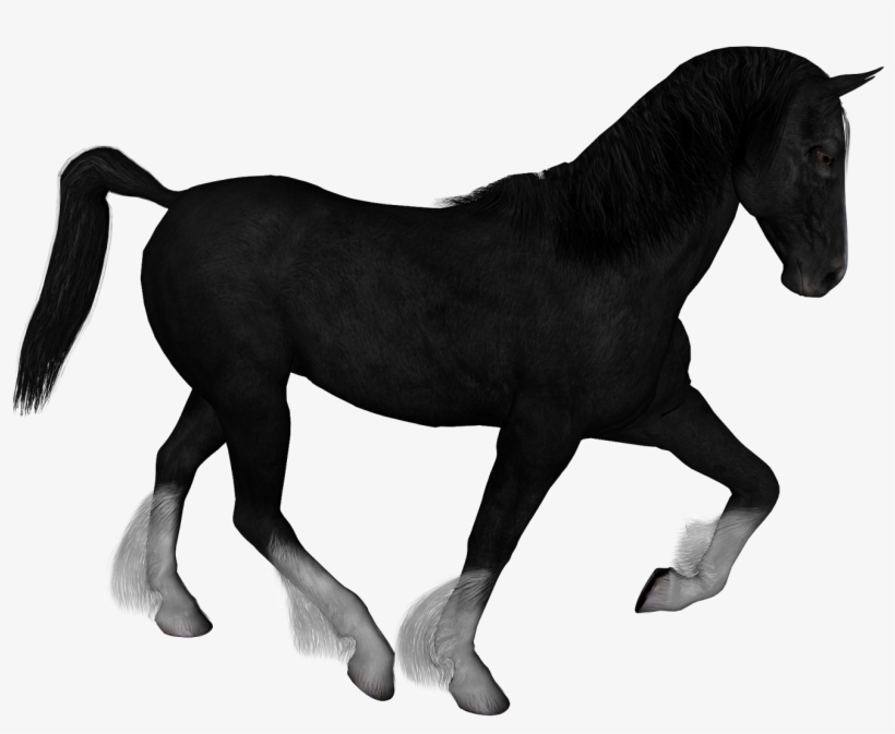 Horse, transparent png download