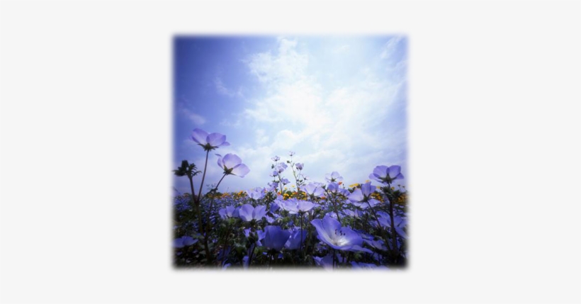 Kartářská Etika - Výklad Karet - Třebíč - Blue Flowers, transparent png download