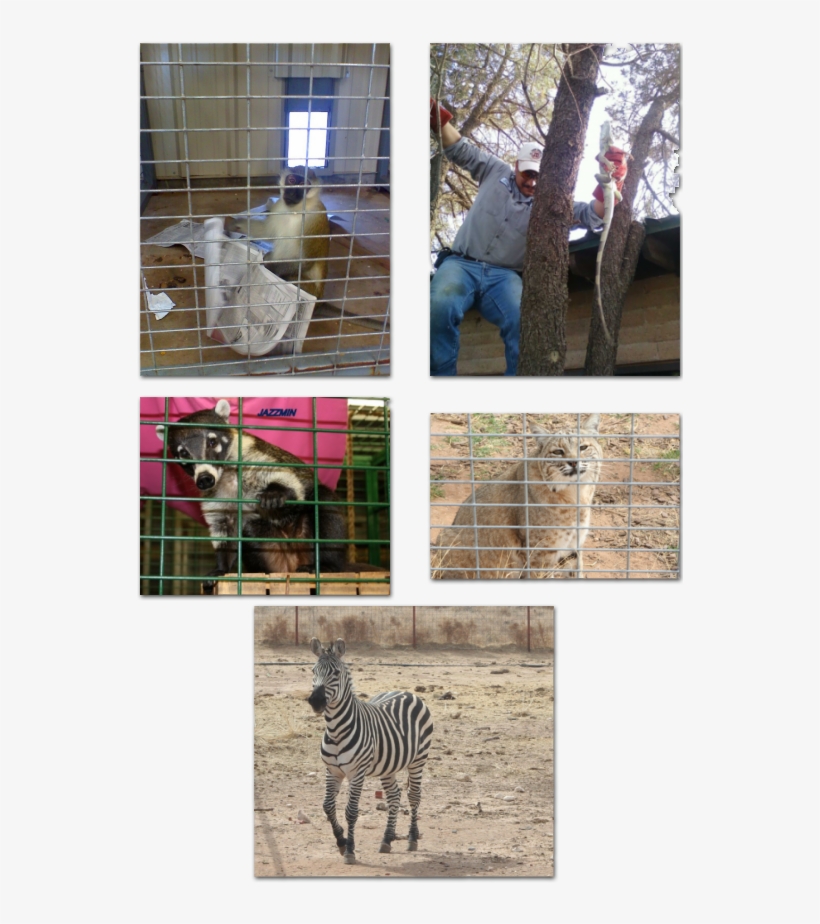 Peeps And Creeps Inc - Peeps And Creeps, transparent png download