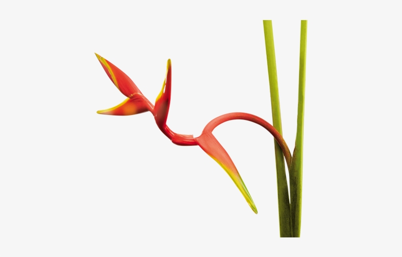 Heliconias Colombianas, Familia Heliconiaceae, Flores - Lobster-claws, transparent png download