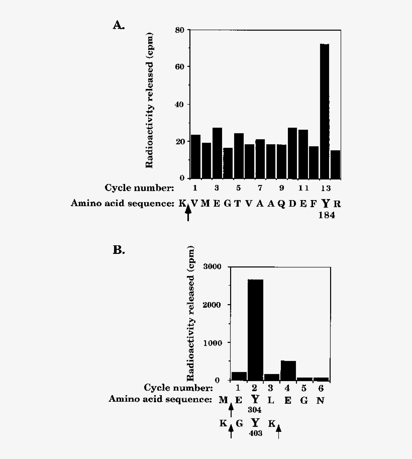 Csk Is Mainly Phosphorylated On Tyrosine 184 In Vivo - Edman Degradation, transparent png download