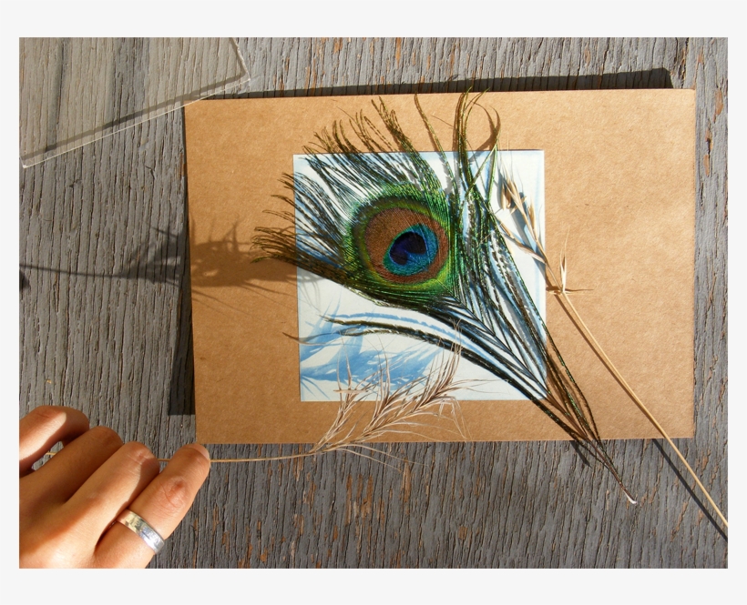 Sunprints Peacock Feather - Feather, transparent png download