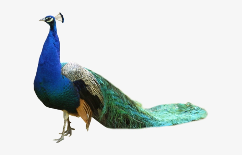 Peacock Png Transparent Images - Peacock Png, transparent png download