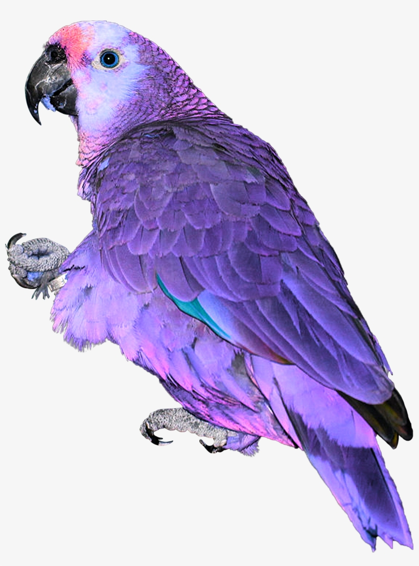 Blue Pink Neon Parrot Exotic Bird Feathers Africa Asia - Papagaio Png, transparent png download