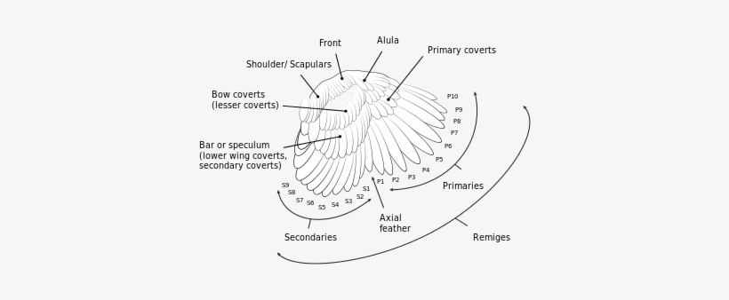 Adaptations For Flight[edit] - Bird, transparent png download