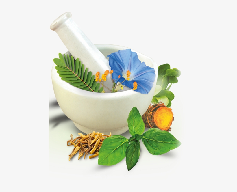 Herbal Products Prepared By Tribes To Be Exported - Suggest Name For Ayurvedic Company, transparent png download