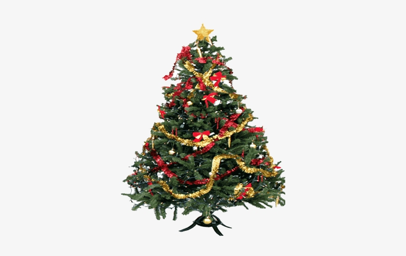 Legend Has It That He Used The Triangular Shape Of - Christmas Tree, transparent png download