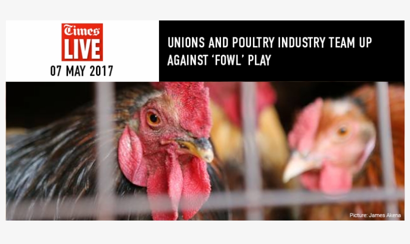 News - Avian Influenza, transparent png download