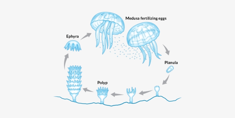 Recent Articles - Immortality, transparent png download