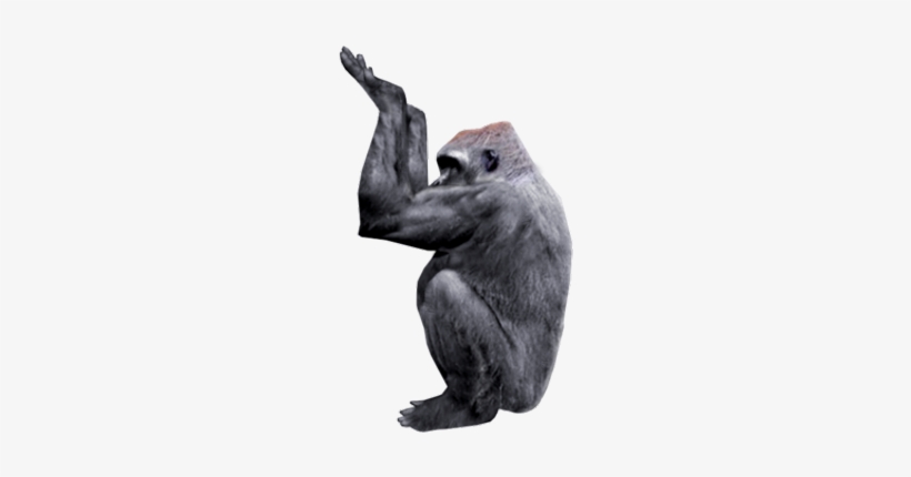Gorilla Placement - Gorilla, transparent png download