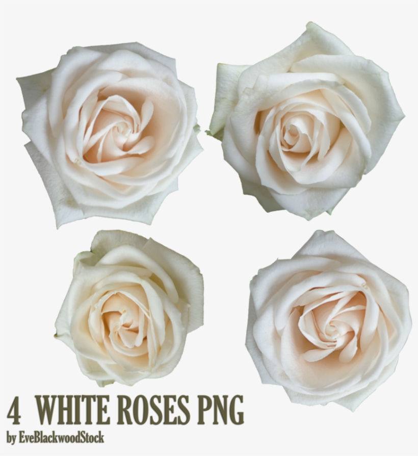 By Eveblackwoodstock On Deviantart - White Rose Png, transparent png download