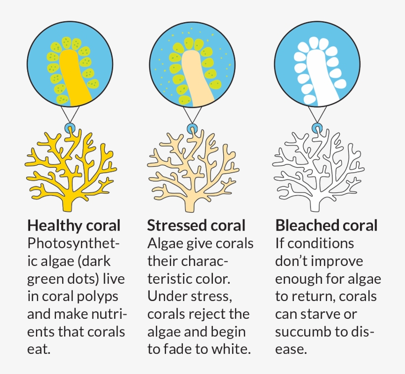 Bleached Coral - Coral, transparent png download