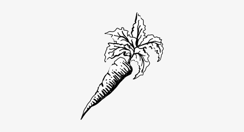 Carrot Drawing Png, transparent png download