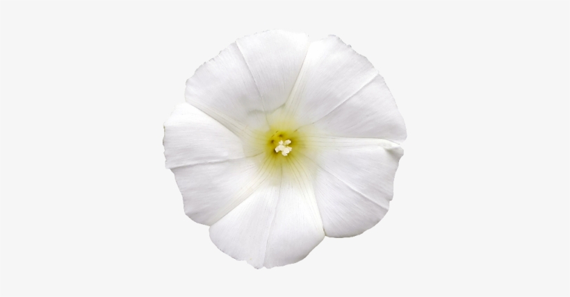White Flower Photo Png - Flower, transparent png download