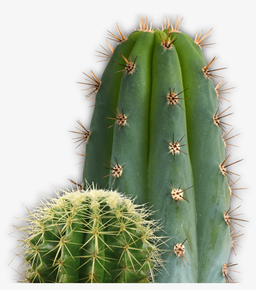 Download - Cactus Png, transparent png download
