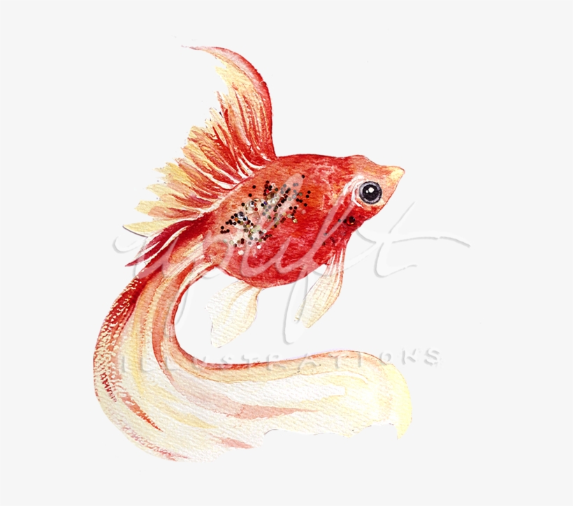 Goldfish - Portable Network Graphics, transparent png download