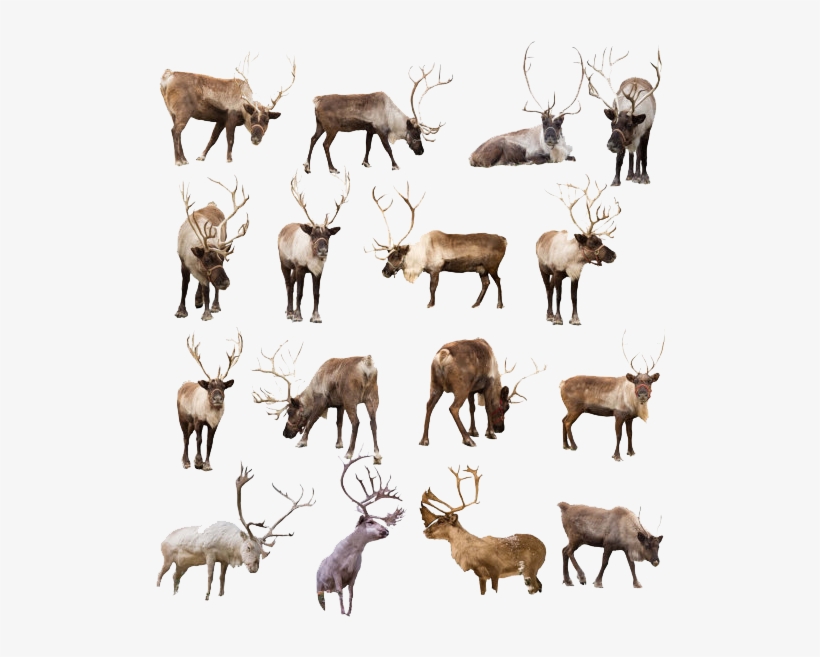 Reindeer Png Transparent Image - Real Reindeer, transparent png download