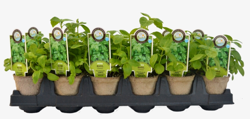 Starter Plants - Homestead Gardens, transparent png download