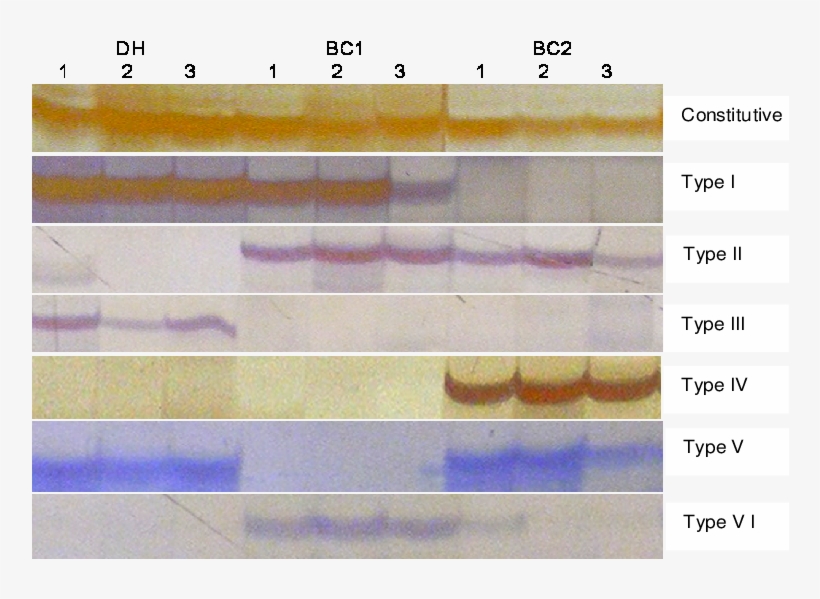 A Model Of Different Types Of Variation In Dna Methylation - Number, transparent png download