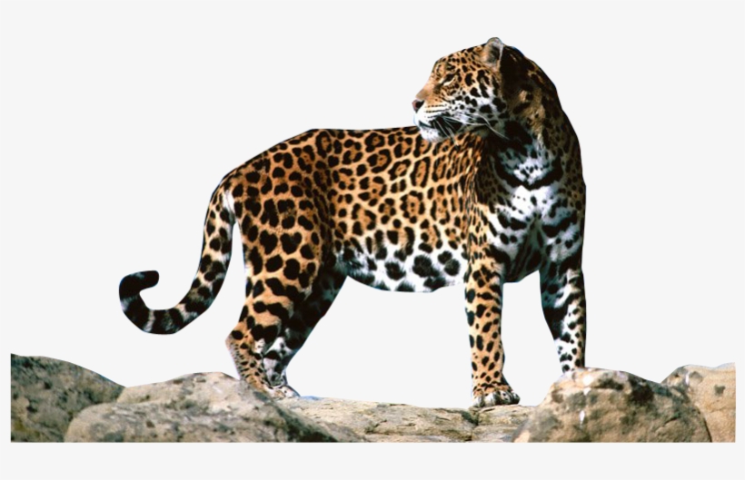 Download - Jaguar Png, transparent png download