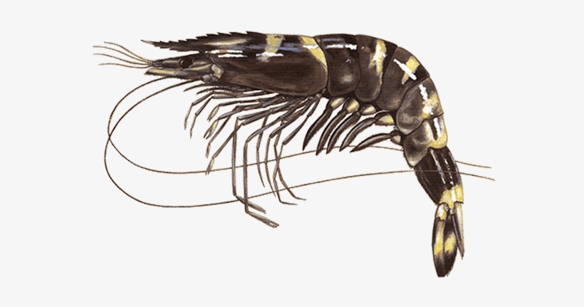 Tiger Prawn, transparent png download
