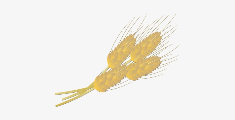 Wheat Bread Farm Thanksgiving Food Bakery - Wheat, transparent png download