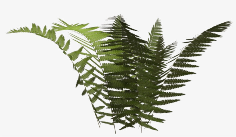 Vascular Plant, transparent png download