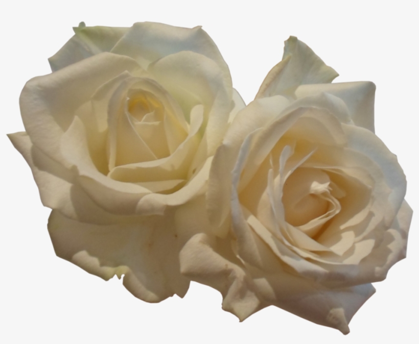 White Roses Png By Birdsatalcatraz On Deviantart - Drawing, transparent png download