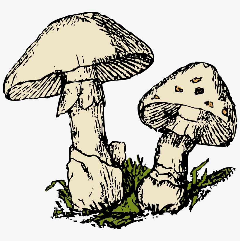 Free Clipart - 1001freedownloads - Com - Free Mushroom Clipart, transparent png download
