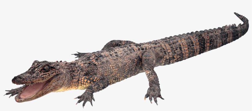 Crocodile In Png - Gator Transparent Background, transparent png download