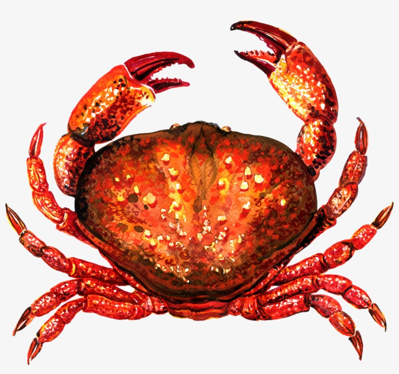 Crab For Taiapure - Shellfish, transparent png download