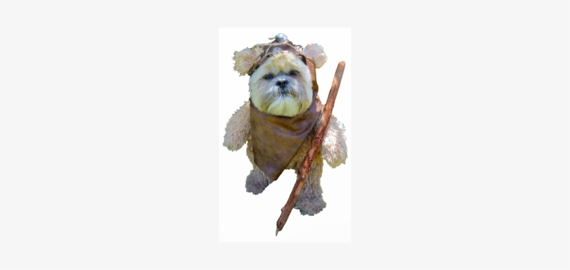 Dog, transparent png download