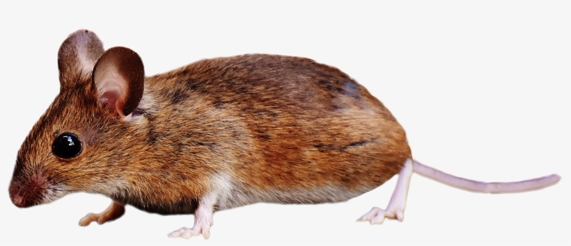 Brown Mouse Standing Png Image - Brown Colored Field Mouse On Ground In Forest Apple, transparent png download