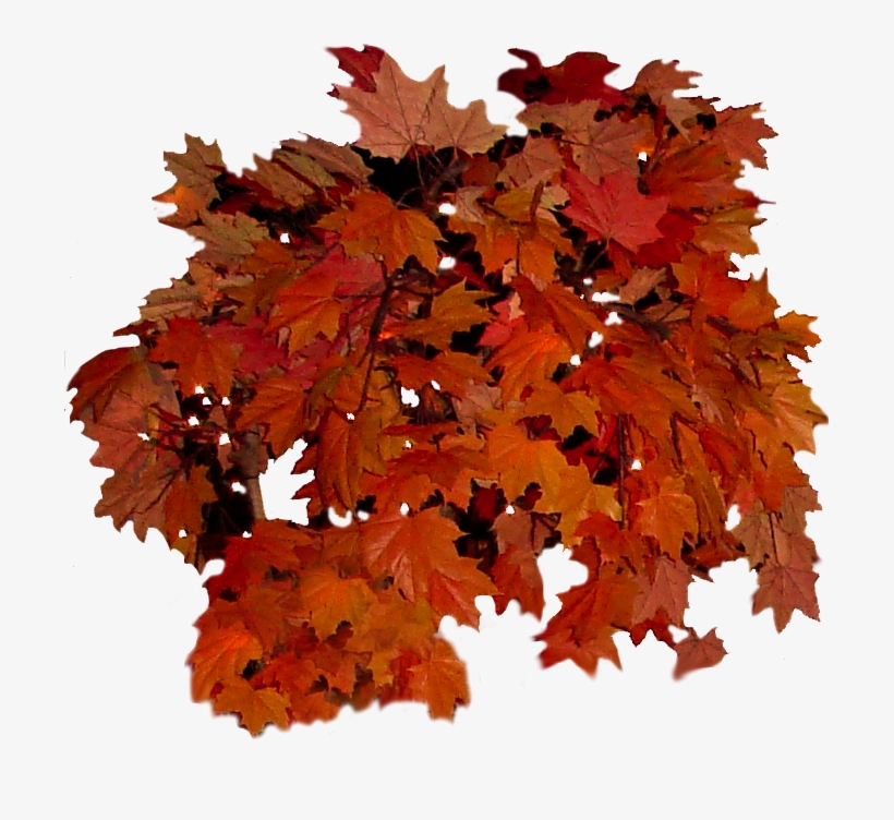 Fall Leaves Clip Art To Print Out - Autumn Leaf Color, transparent png download