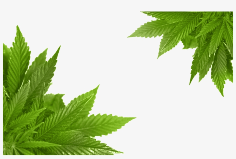 Free Png Cannabis Png Images Transparent - Marijuana Frame Png, transparent png download