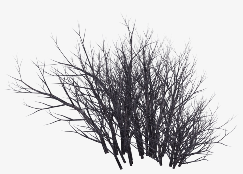 Desert Shrub Png Clip Free - Winter Bush Png, transparent png download