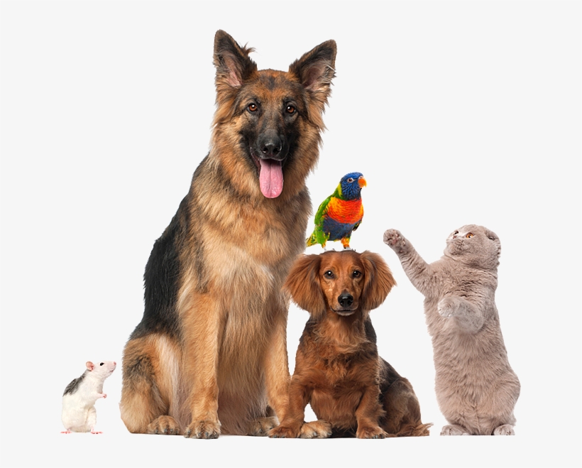 Prijevoz Kućnih Ljubimaca - Pet Allergy / Air Purification System By Austin Air, transparent png download