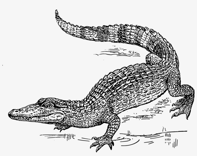 Crocodile Clipart Png, transparent png download