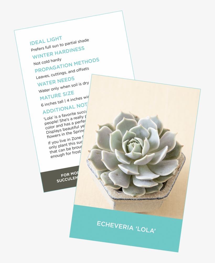 Succulent Identification Cards Sample Crassula Ovata - Jade Plant, transparent png download