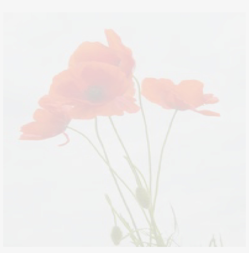 3drose Pc_217331_1 Delicate Red Poppies Vector-pillow, transparent png download