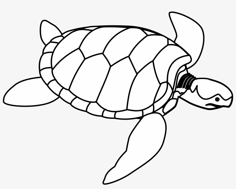 Turtle Clip Art, transparent png download