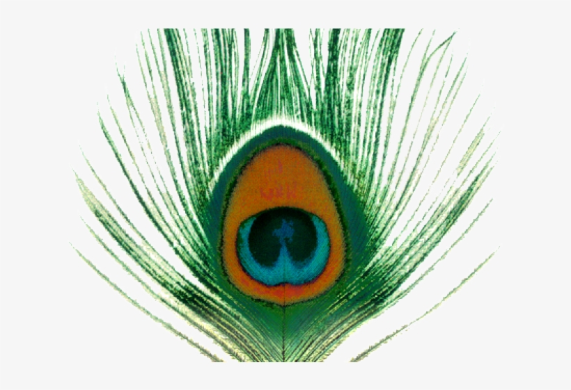 Peacock Clipart Transparent Background - Apple Venus, Vol. 1, transparent png download