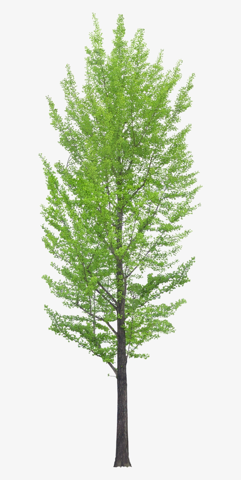 Pin By Pao Barboza Paniagua On Vegetación - Front View Tree Png, transparent png download