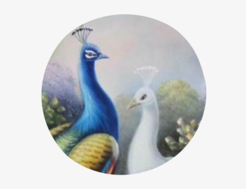 Peacocks - Peafowl, transparent png download