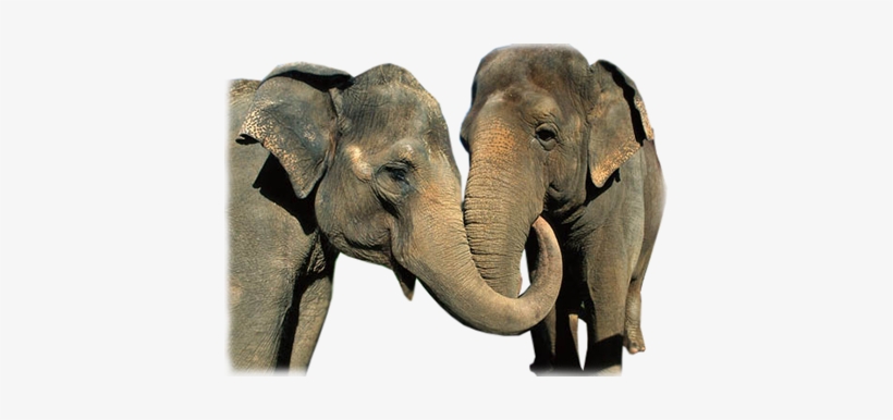 Elephant Safari, Bamboo Rafting, Ox Cart Riding, Long - Asian Elephant, transparent png download
