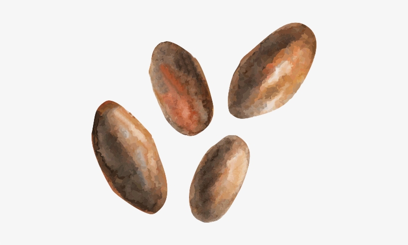 Açai, Acerola, Ginger, Chia, Goji, Aloe Vera, Raw Cacao - Amber, transparent png download