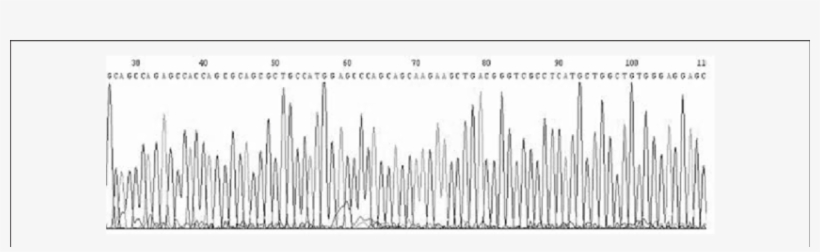 Erification Of The Identity Of The Polymerase Chain - Monochrome, transparent png download