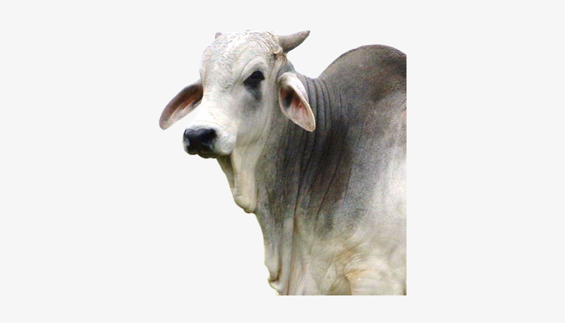 Toro - Ganado Png, transparent png download