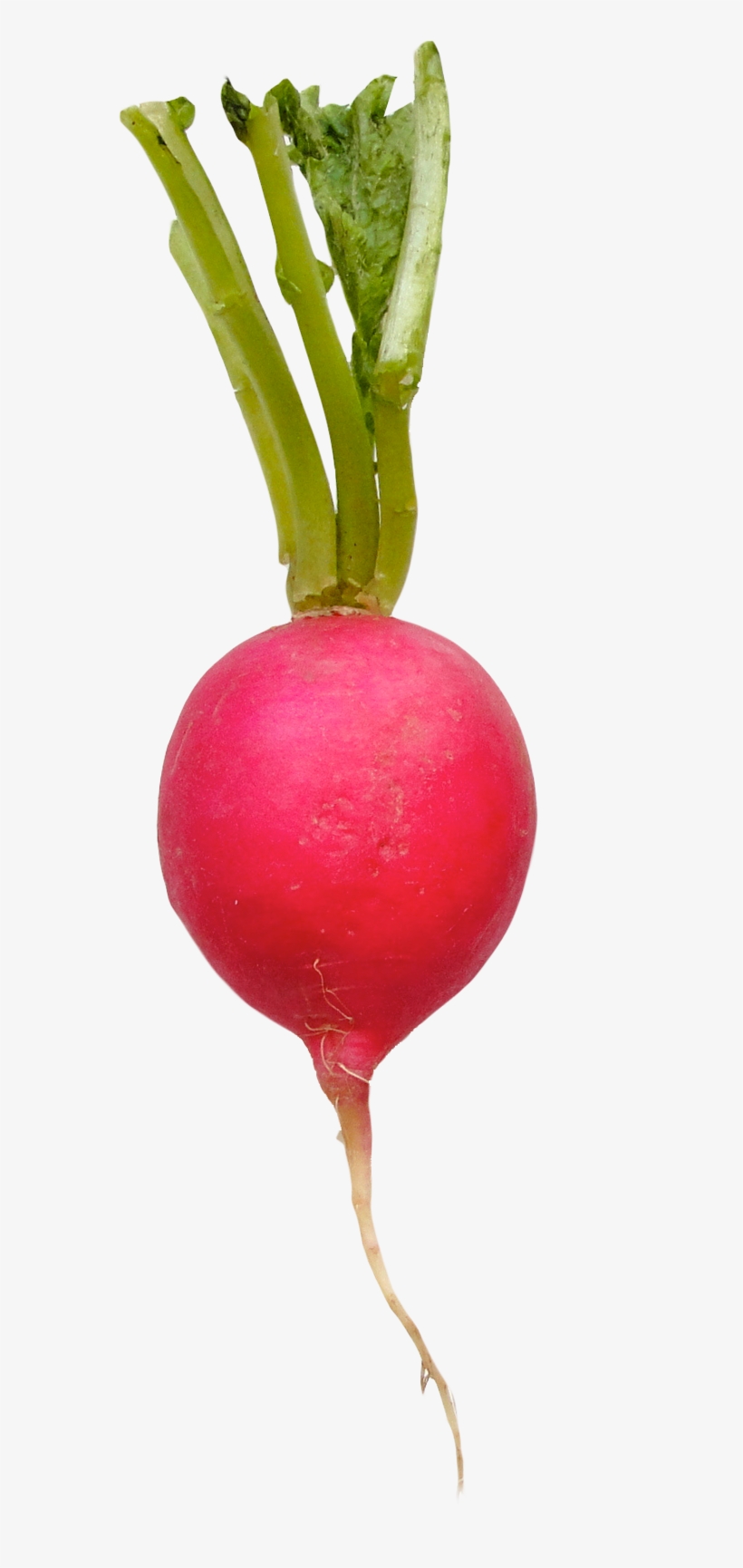 Radish Png, transparent png download